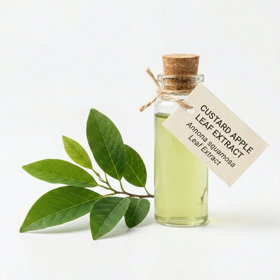 Custard Apple Leaf Extract (Annona squamosa)