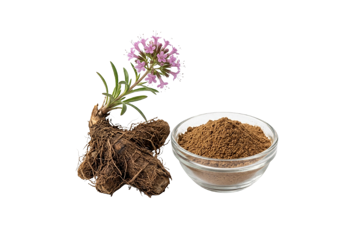 Jatamansi Extract (Nardostachys jatamansi)