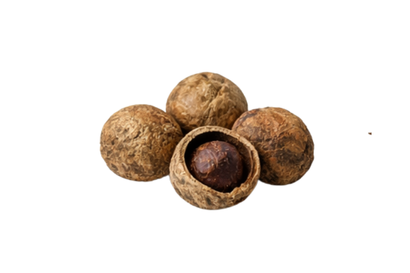 Mayufal/Gallnut (Quercus infectoria)