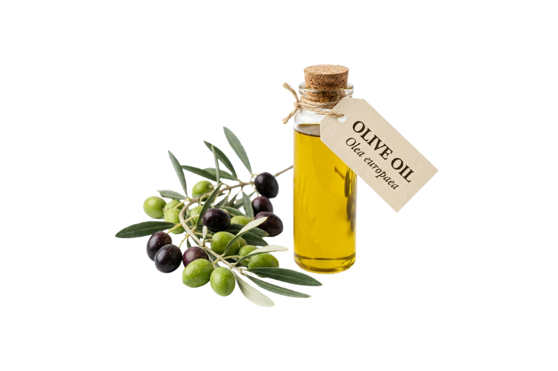 Olive Oil (Olea europaea)