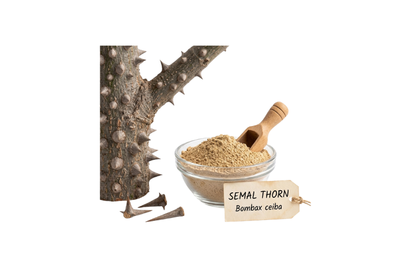 Semal Thorn/Silk Cotton Tree Thorn (Bombax ceiba)