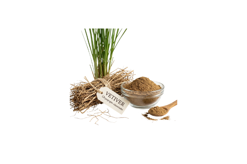 Vetiver (Vetiveria zizanioides)
